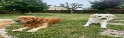 Golden Retriever cani in vendita: Cuccioli di Golsen Retriver  - Annuncio 6
