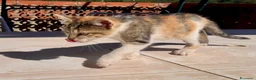 Meticcio gatti in regalo: 2 bellissime gattine Sciacca/Ribera - Annuncio 4
