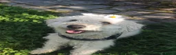 Barboncino cani per accoppiamento: Barboncina cerca fidanzato - Annuncio 2
