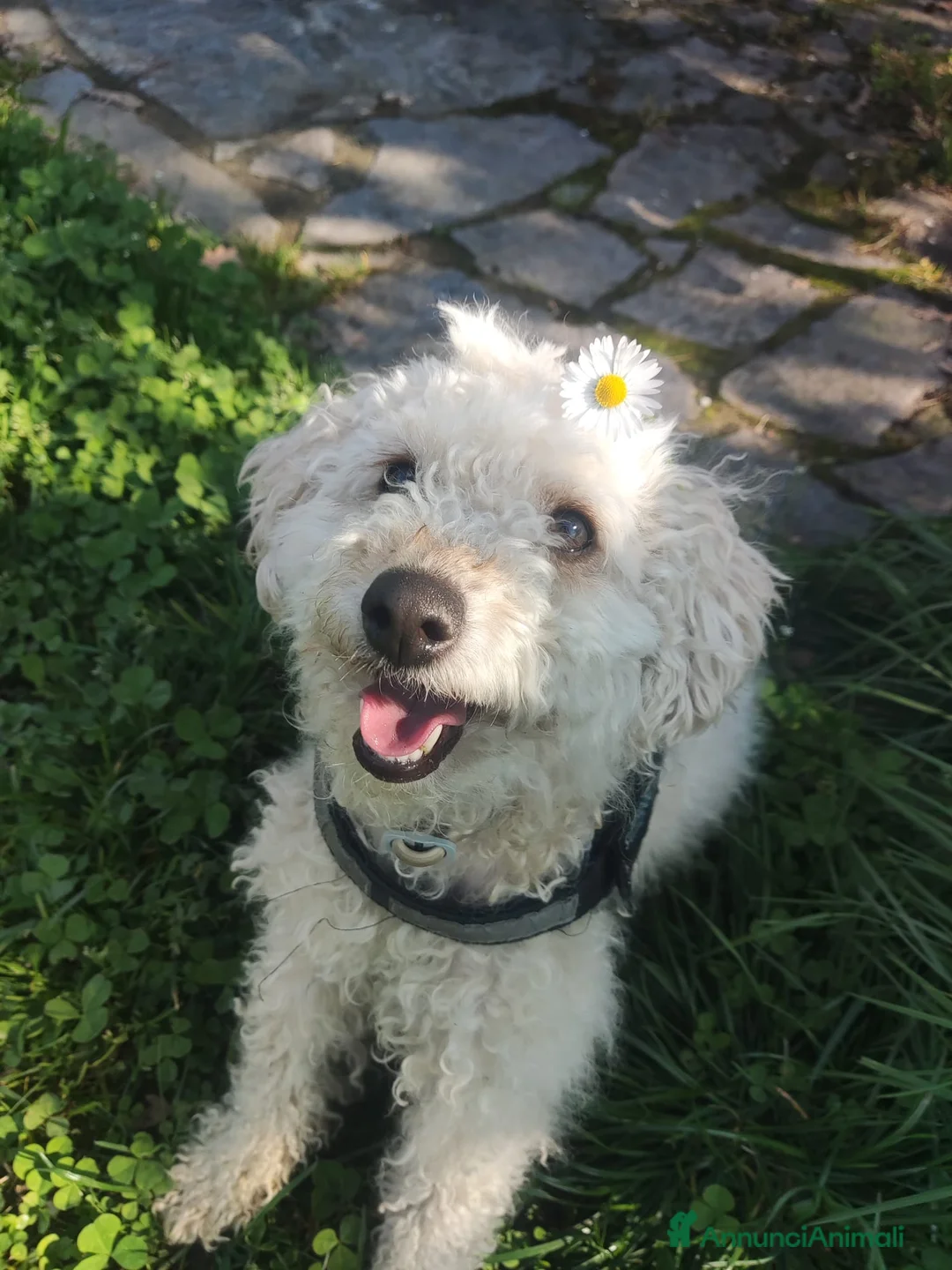 Barboncino cani per accoppiamento: Barboncina cerca fidanzato - Annuncio 2