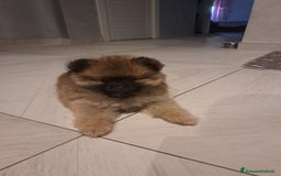 Spitz cani in vendita: Spitz pomerania a Città metropolitana di Roma Capitale - Immagine 3