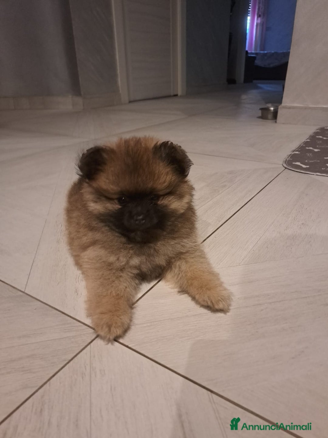 Spitz cani in vendita: Spitz pomerania a Città metropolitana di Roma Capitale - Immagine 3