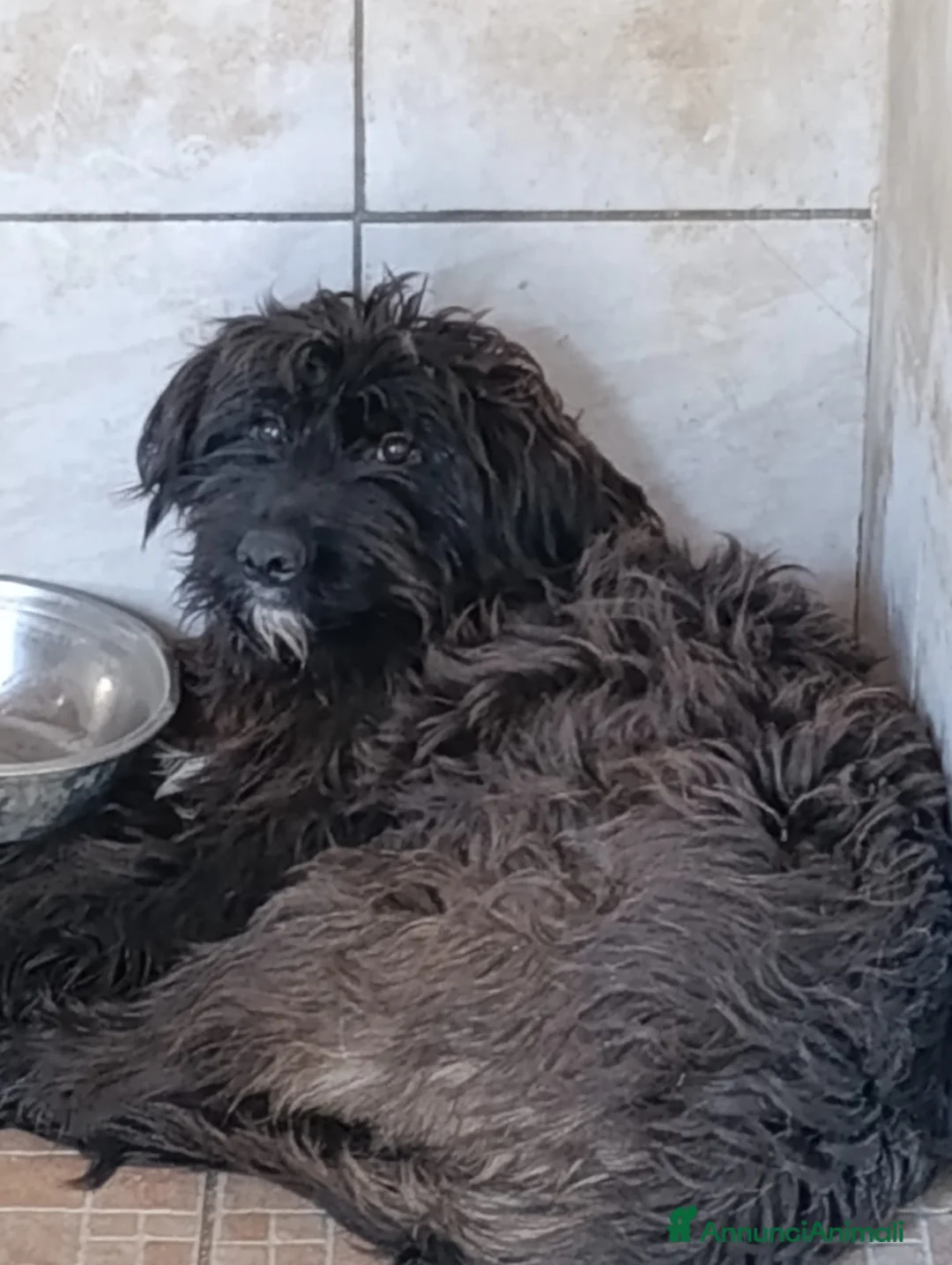Meticcio cani in regalo: Zorro, Schnauzer-Terrier Mix in canile - Annuncio 1