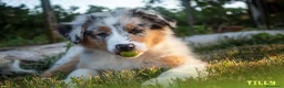 Australian Shepherd cani in vendita: Cuccioli Pastore Australiano pedigree - Annuncio 5