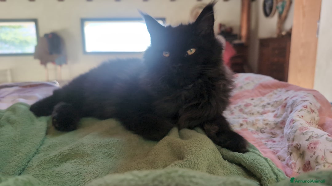 Maine Coon gatti in vendita: Maine Coon XXL nera, cucciolona - Annuncio 5