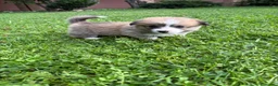 Corgi Pembroke cani in vendita: Corgi pembroke  a Provincia di Bergamo - Annuncio 6