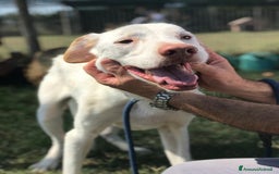 Labrador cani in regalo: Help per Blanko derivato labrador  a Provincia di Latina - Immagine 1