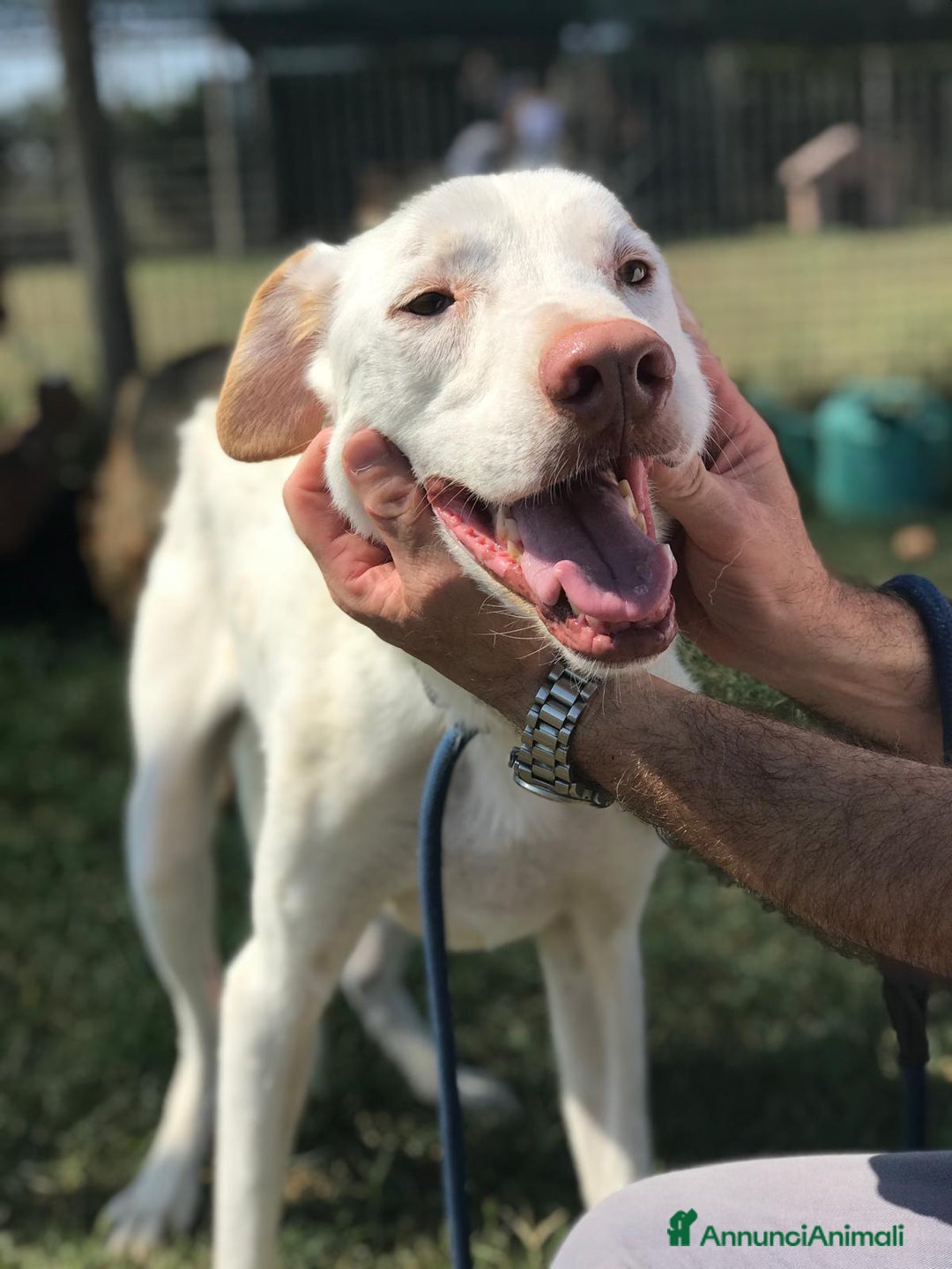 Labrador cani in regalo: Help per Blanko derivato labrador  a Provincia di Latina - Immagine 1