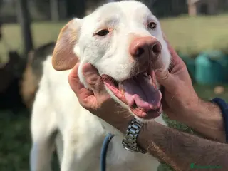 Labrador cani Help per Blanko derivato labrador a Provincia di Latina - Annuncio 17