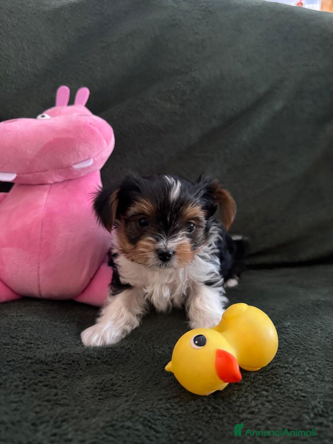 Biewer Terrier cani in vendita: Vendo cuccioli di razza Biewer Terrier - Annuncio 4