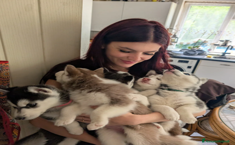 Husky cani a Città metropolitana di Milano - Annuncio 1