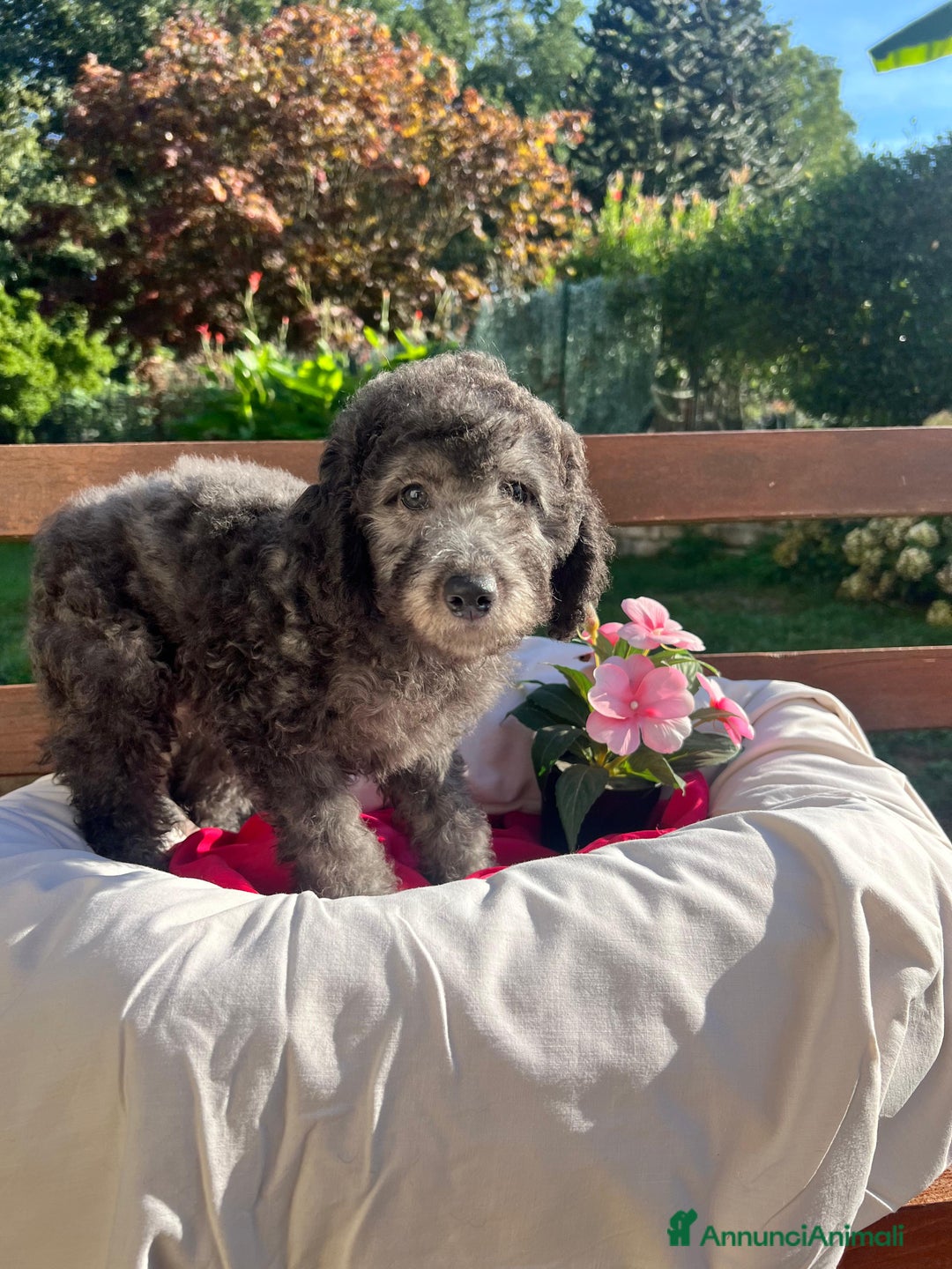 Barboncino cani in vendita: Barboncino  - Annuncio 7