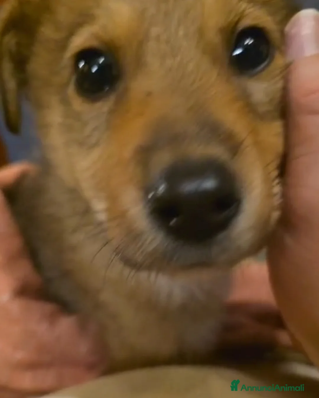 Meticcio cani in regalo: Mary cucciola meticcia - Annuncio 9