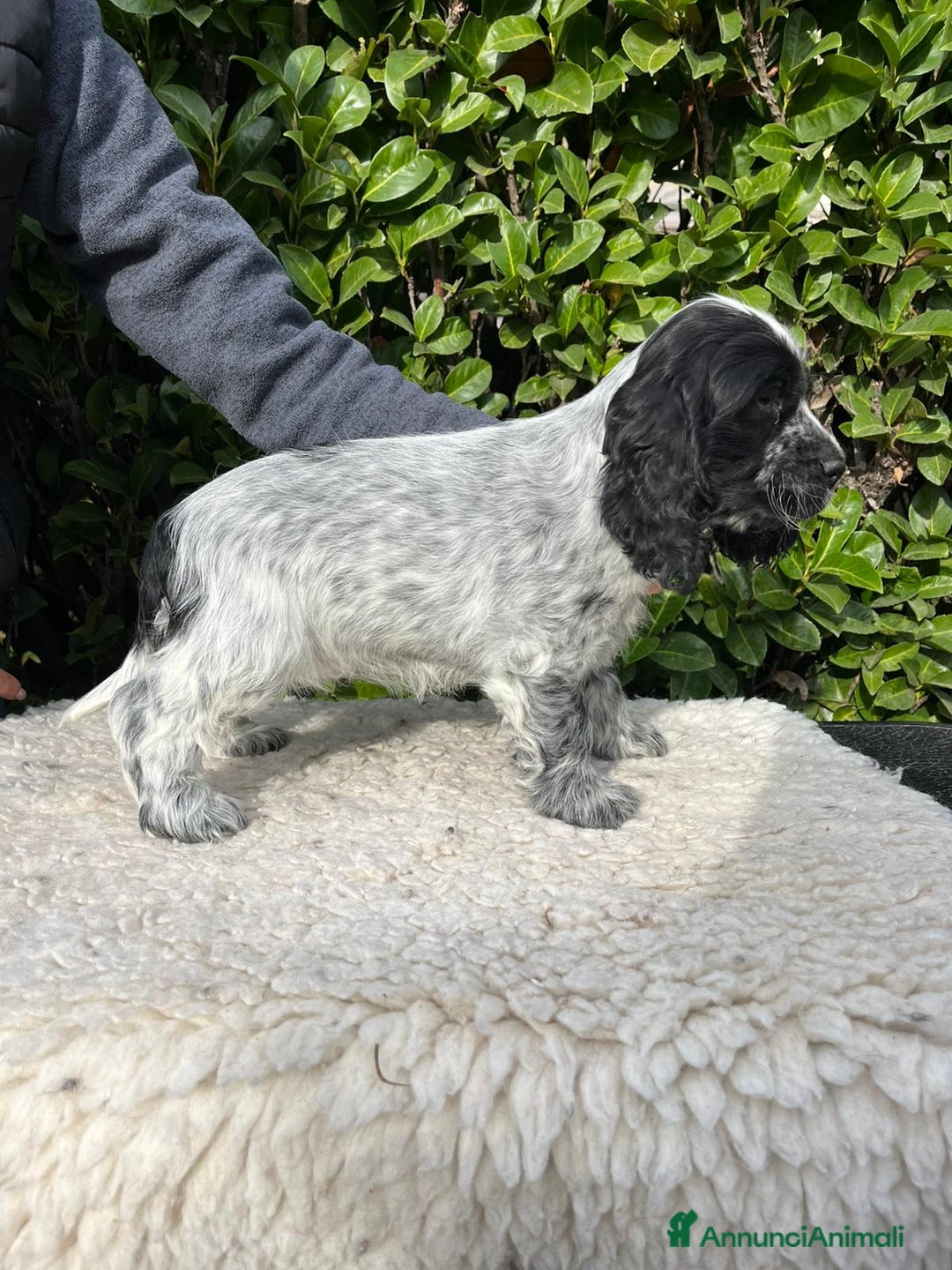 Cocker cani in vendita: Cocker spaniel inglese con pedigree - Annuncio 7