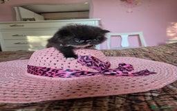 Persiano gatti in vendita: Gattini persiani a Provincia di Padova - Immagine 8