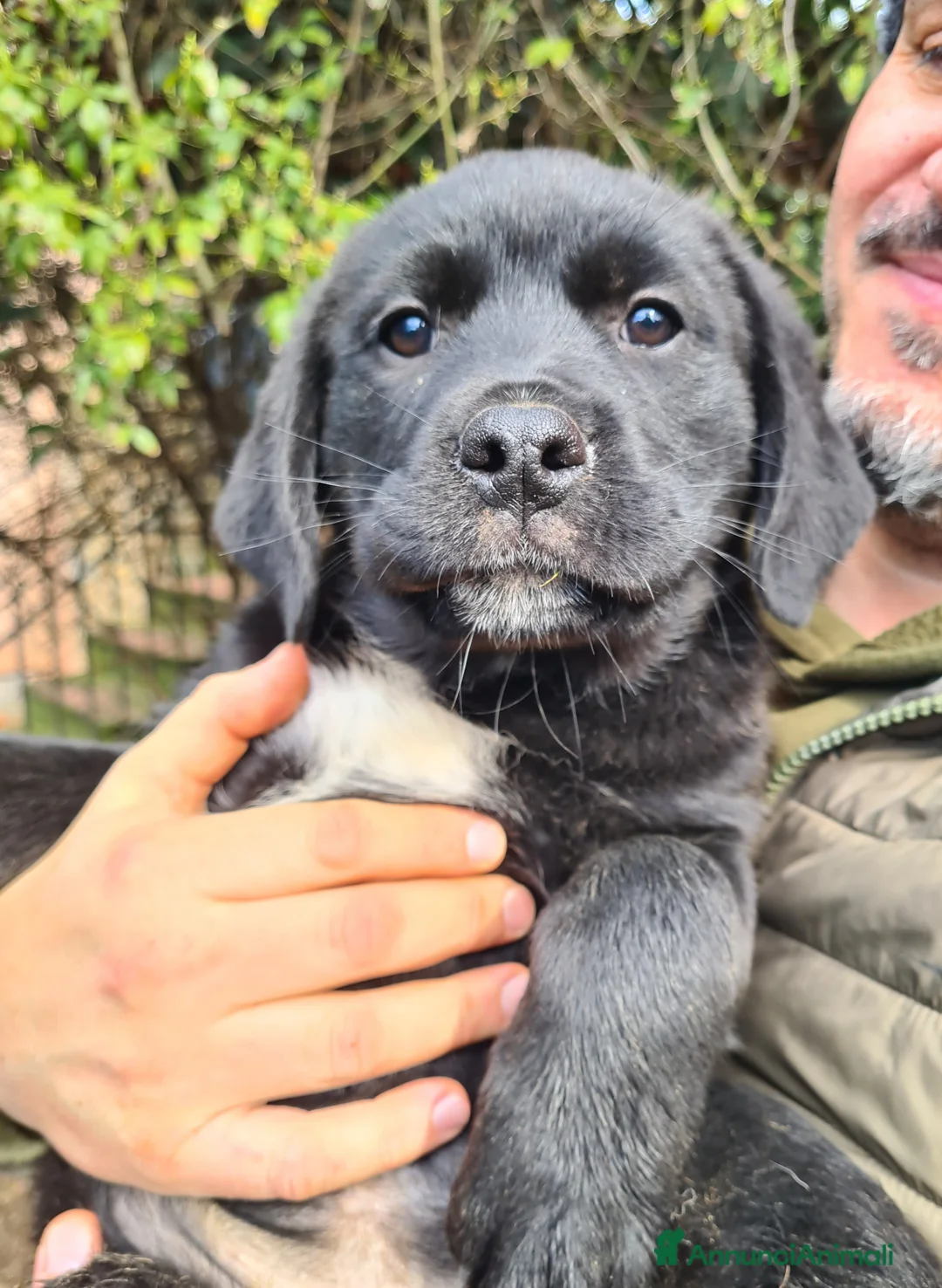 Meticcio cani in regalo: SAMARA, la cucciola più dolce del mondo - Annuncio 5