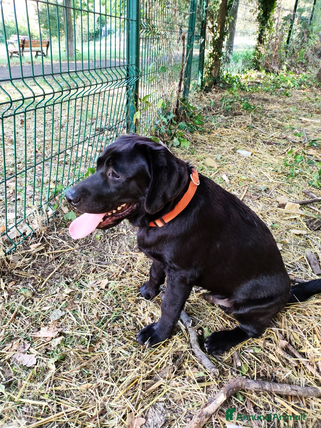Labrador cani in vendita: Labrador  - Annuncio 4