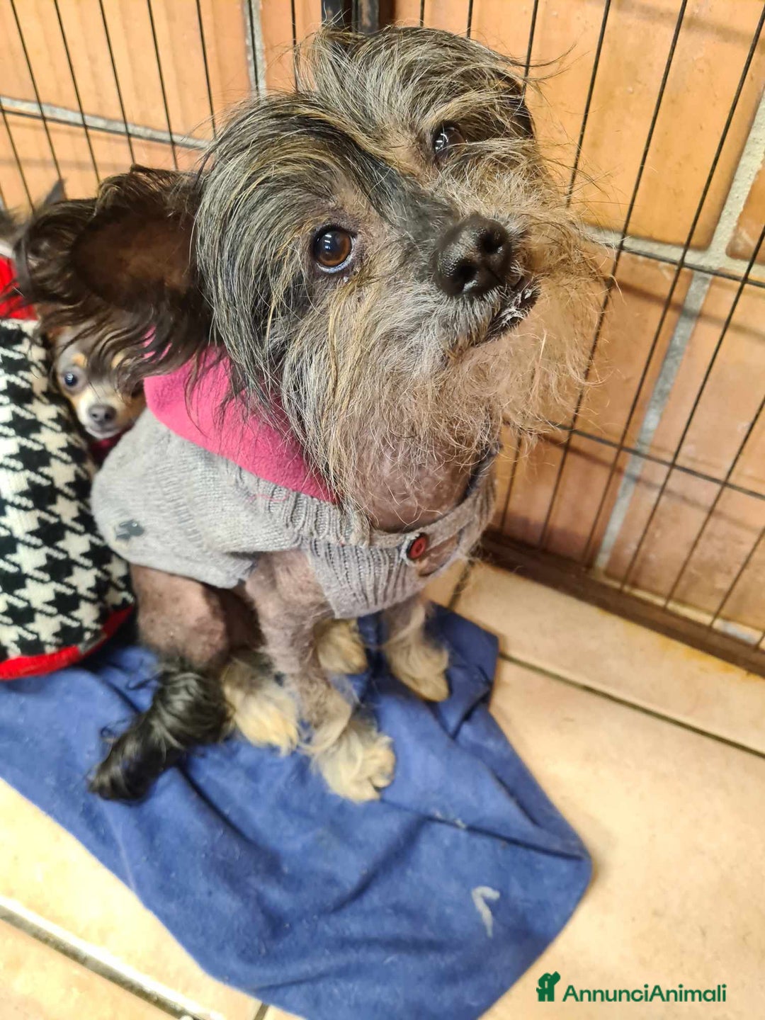 Altre razze cani in regalo: KIWI, simpaticissimo CANE NUDO CINESE. Tg piccola. - Annuncio 10