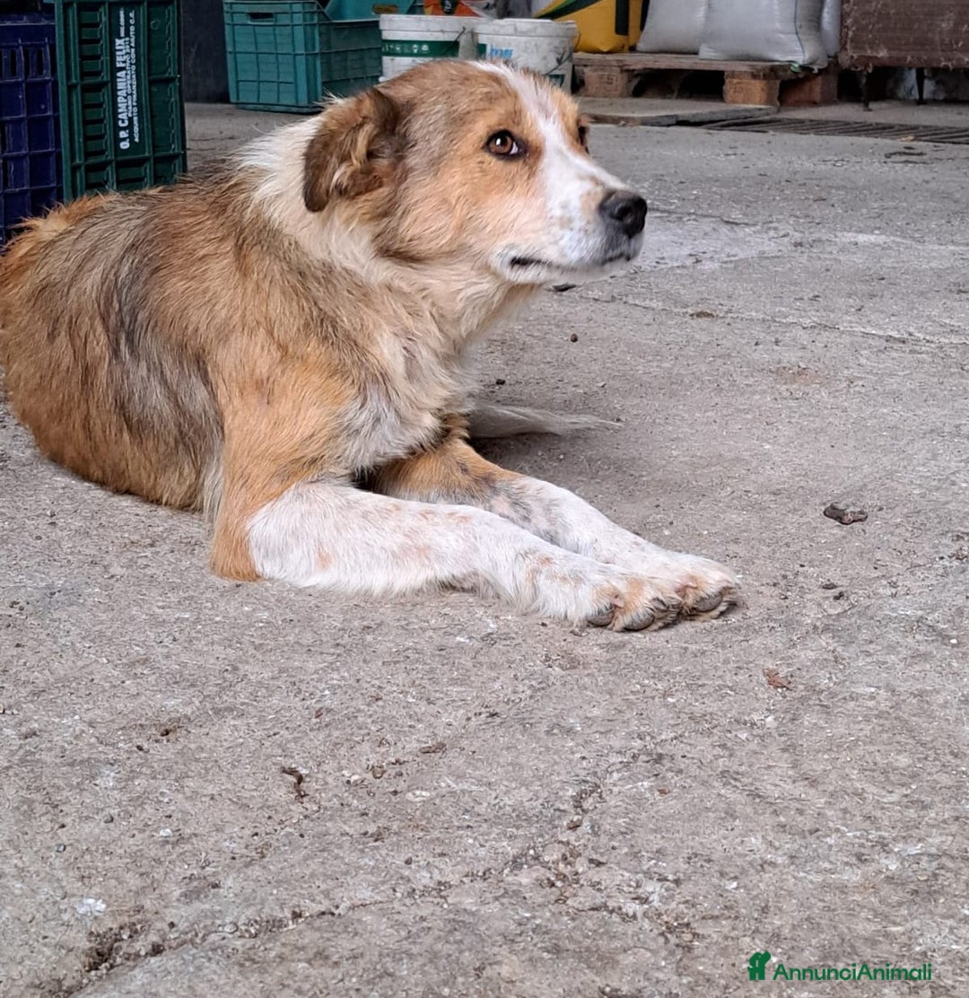 Meticcio cani in regalo: DAISY, cagnolina super serena e buona cerca casa - Annuncio 3