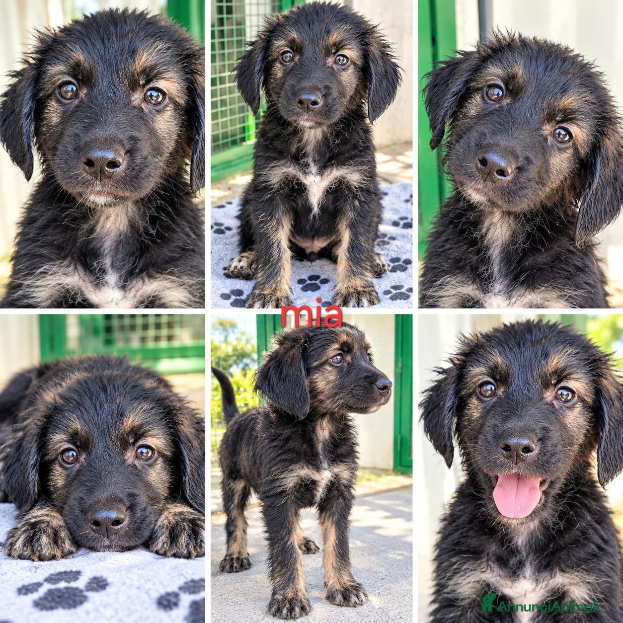 Meticcio cani Cucciole di taglia media piccola  - Annuncio 5
