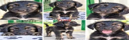 Meticcio cani in regalo: Cucciole di taglia media piccola  - Annuncio 1
