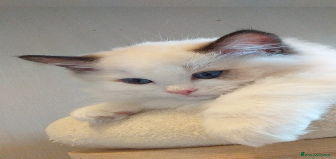 Immagine della galleria {{count}}