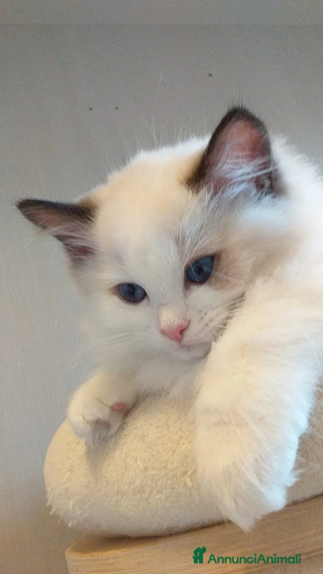 Immagine della galleria {{count}}