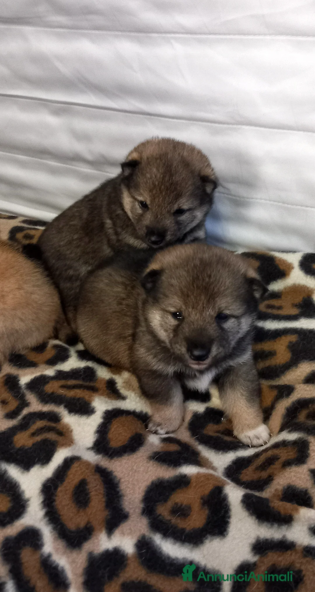 Shiba Inu cani in vendita: Cuccioli di shiba inu pedigree  a Provincia di Ferrara - Annuncio 1