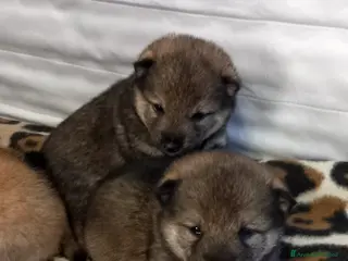 Shiba Inu cani Cuccioli di shiba inu pedigree a Provincia di Ferrara - Annuncio 7