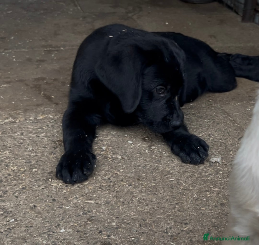 Labrador cani in vendita: Ultimi cuccioli di Labrador  a Provincia di Bergamo - Immagine 3