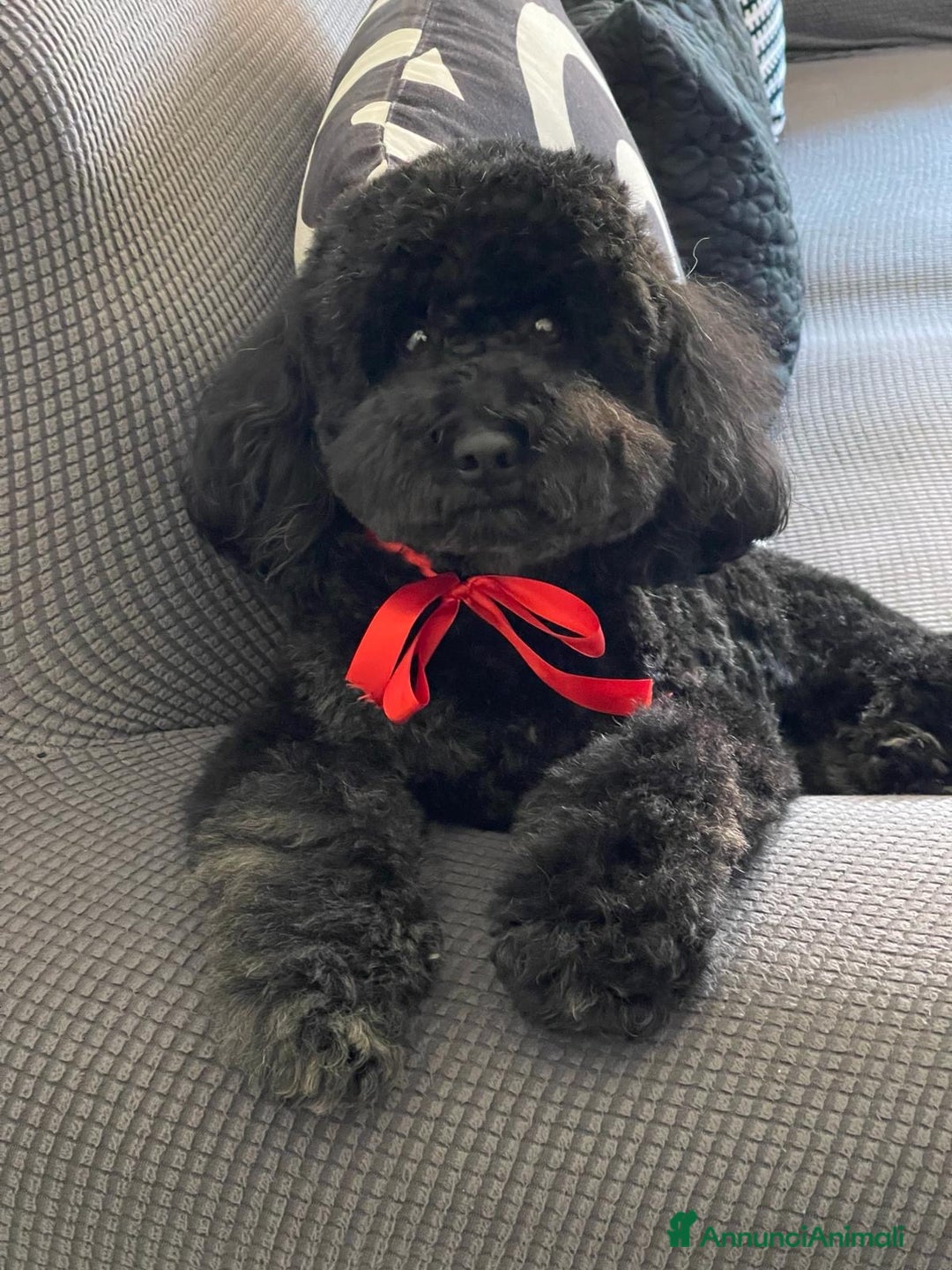 Barboncino cani per accoppiamento: Barboncino nano cerca fidanzata  - Annuncio 1