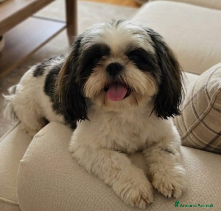 Shihpoo cani Shitzu - Annuncio 20