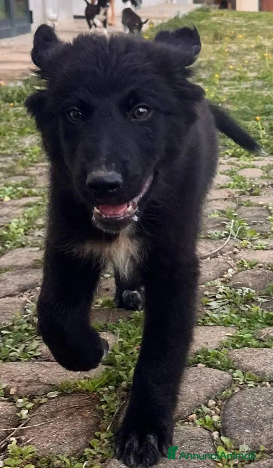 Meticcio cani in regalo: Cuccioli irresistibili in adozione - Annuncio 9