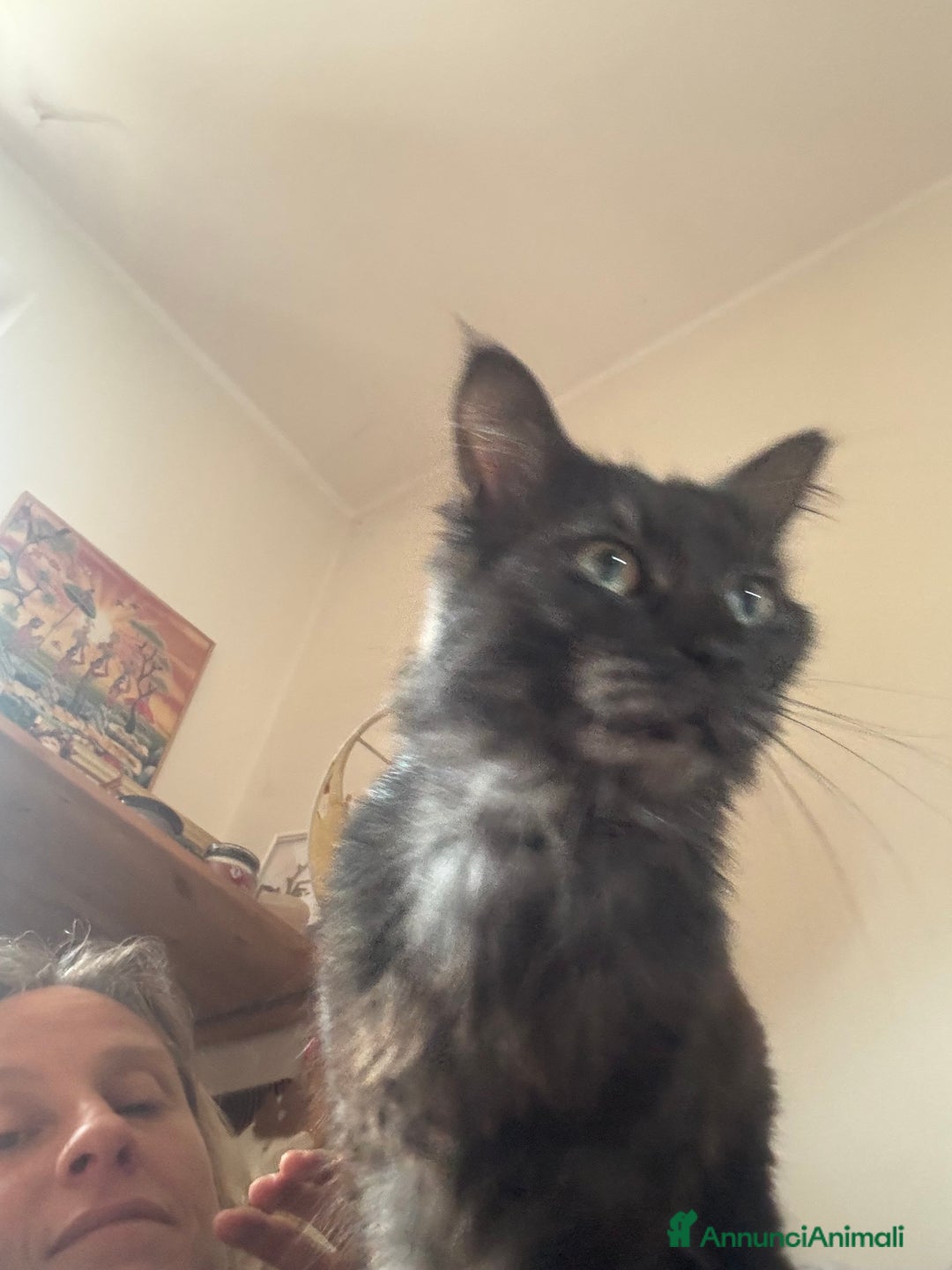 Maine Coon gatti per accoppiamento: Stallone Black smoke Maine Coon Per accopiamento a Provincia di Brescia - Annuncio 17