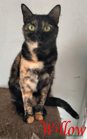 Europeo gatti - Annuncio 12