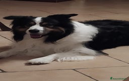Border Collie cani per accoppiamento: Border Collie maschio per monta a Città metropolitana di Milano - Immagine 4