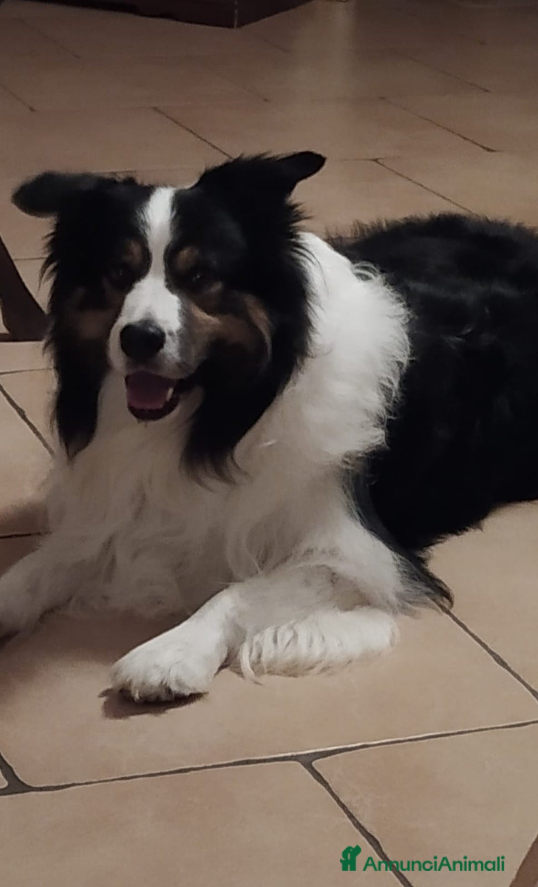 Border Collie cani per accoppiamento: Border Collie maschio per monta a Città metropolitana di Milano - Immagine 4