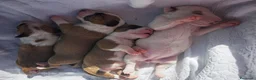 Bull Terrier Mini cani in vendita: Bull Terrier Miniature  - Annuncio 7