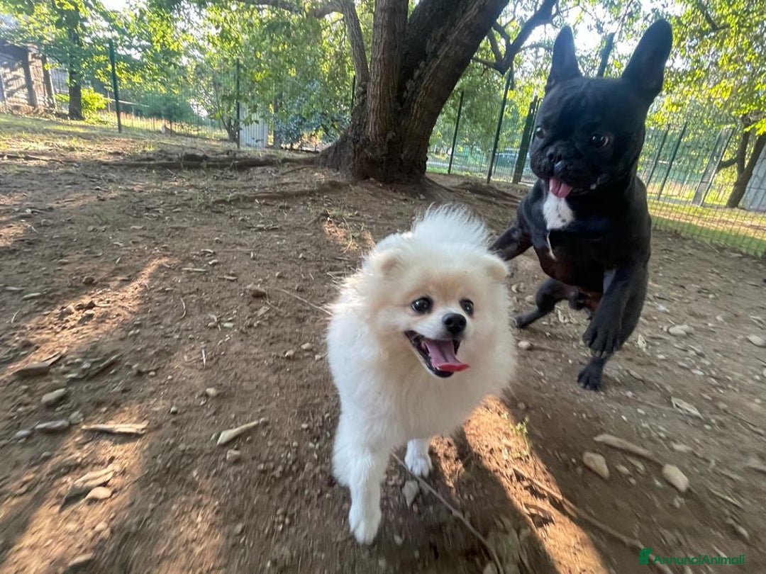 Bulldog Francese cani per accoppiamento: Bulldog francese maschio per accoppiamento - Annuncio 10