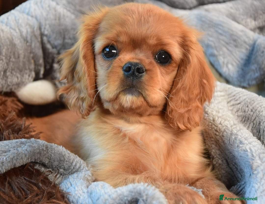 Immagine della galleria {{count}}