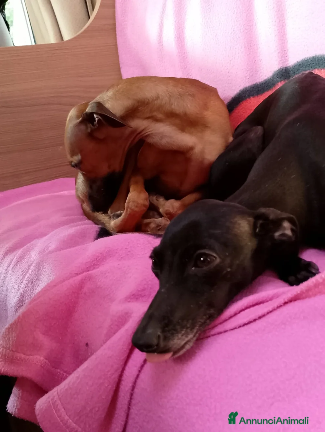 Levriero cani in vendita: Cuccioli di piccolo levriero italiano - Annuncio 4