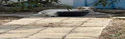 Meticcio cani in regalo: Alex e Franz - Annuncio 10