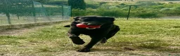 Meticcio cani in regalo: ARON giovane bravo simpaticone a Provincia di Lucca - Annuncio 1