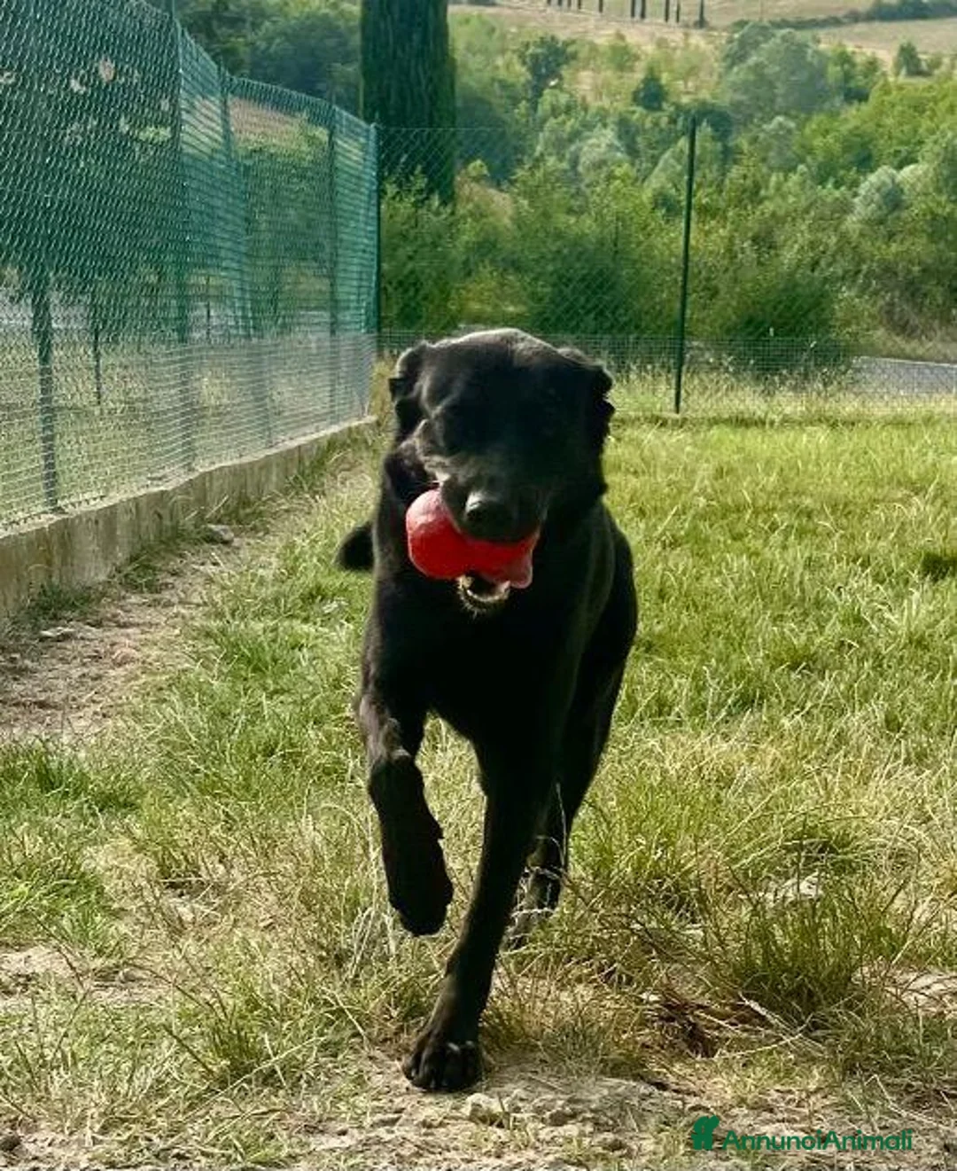 Meticcio cani in regalo: ARON giovane bravo simpaticone a Provincia di Lucca - Annuncio 1