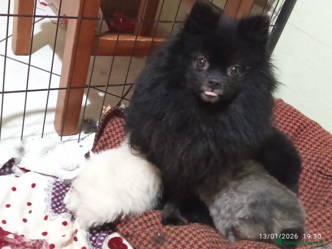 Volpino Pomerania cani in vendita: Pomerania  - Annuncio 1