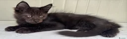 Maine Coon gatti in vendita: Maschietto nero di maine coon (Black Velvet) - Annuncio 23
