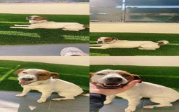 Jack Russell cani in regalo: Sono un jack russell e cerco nuova casa a Provincia di Brescia - Immagine 4