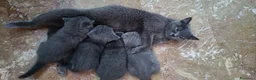 Scottish gatti in vendita: Splendida gattina scottish  - Annuncio 2
