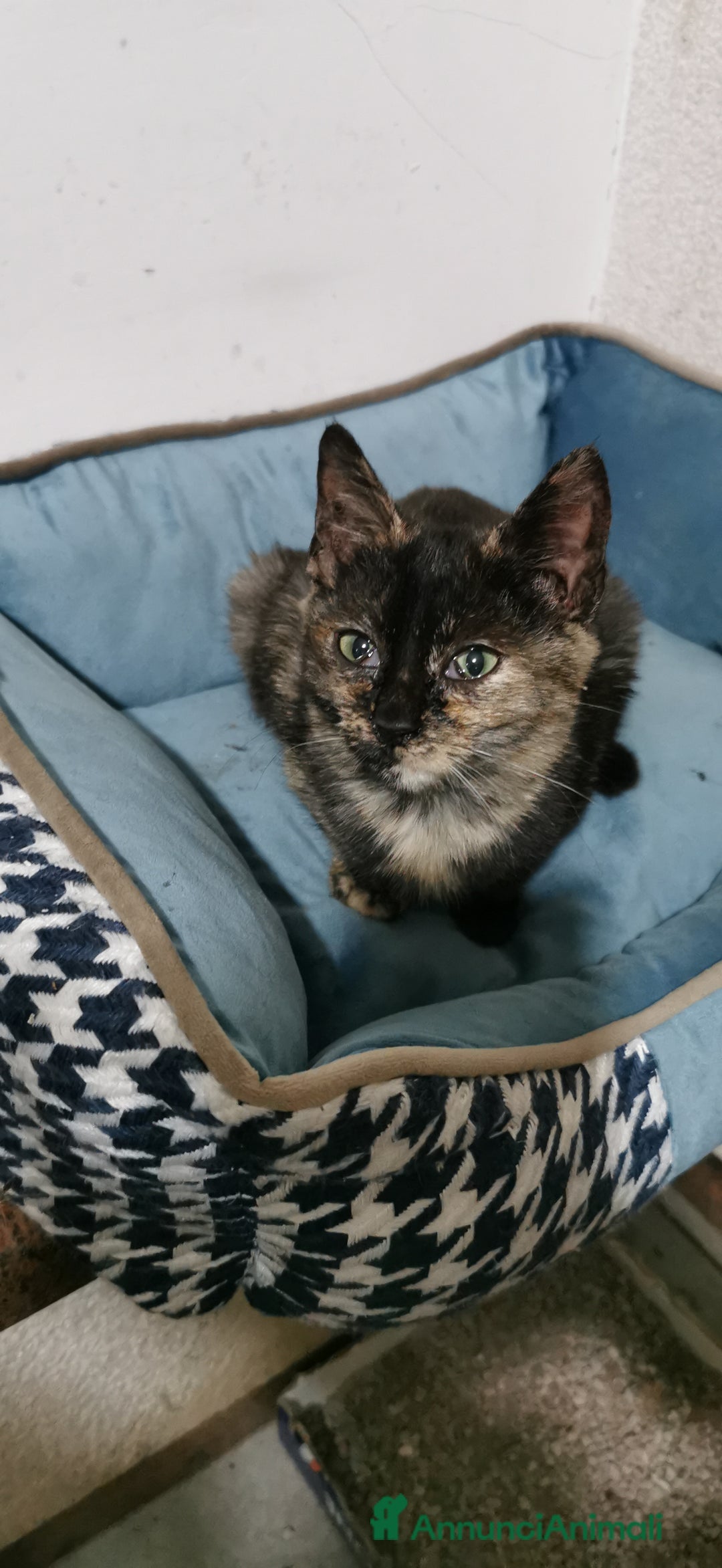 Meticcio gatti in regalo: Gattina Calico Tricolore - Annuncio 6