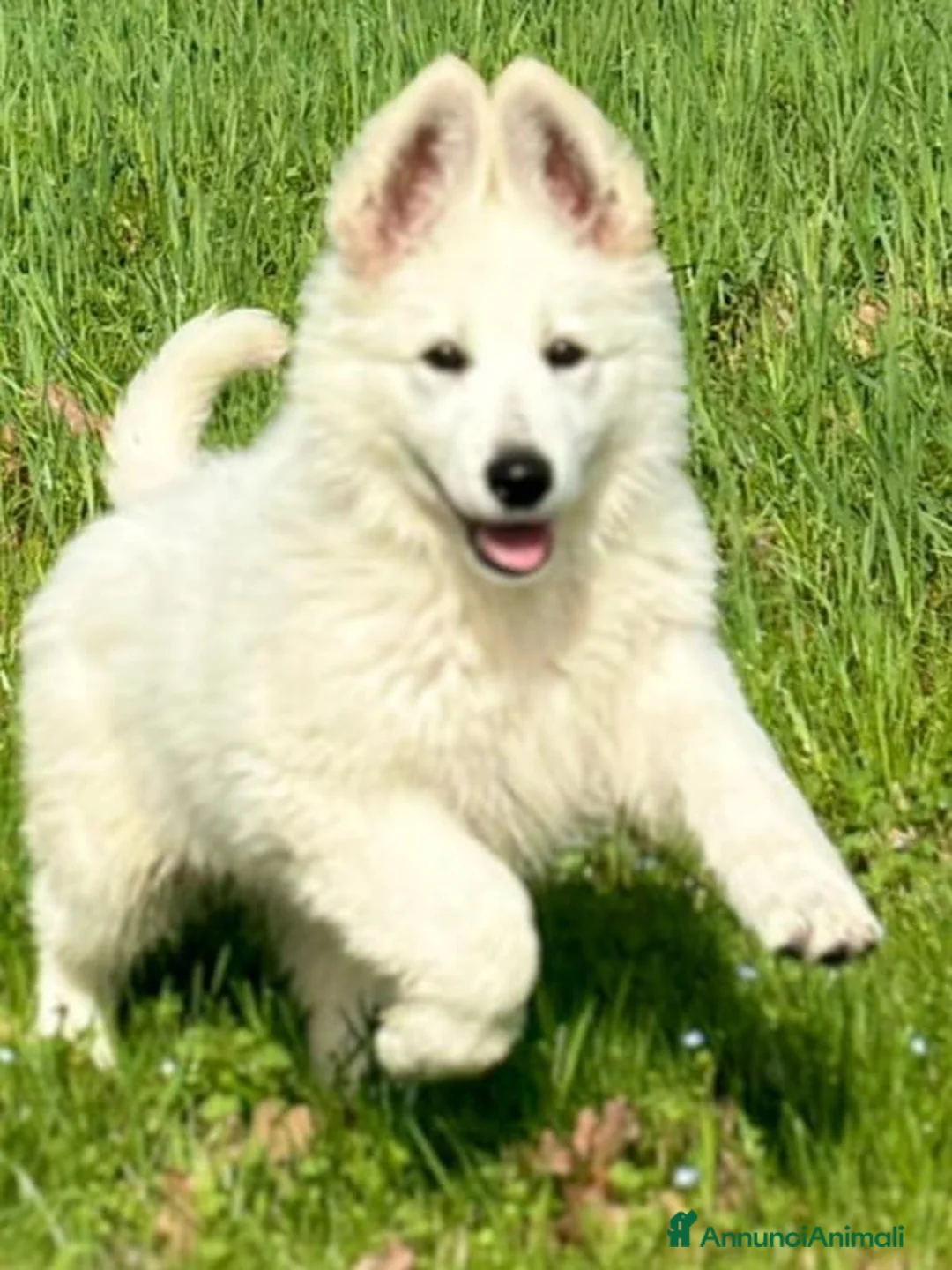 Pastore Belga cani in vendita: Cuccioli di pastore belga  - Annuncio 1